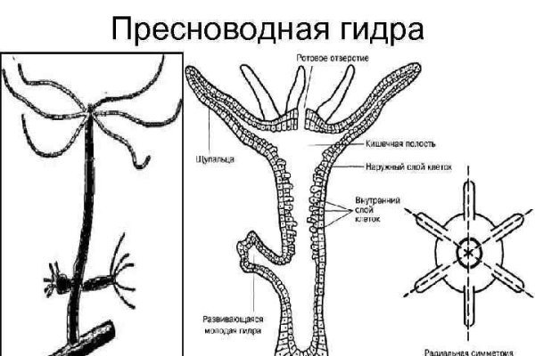 Ссылка на сайт кракен в тор браузере