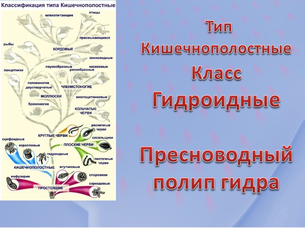 Свежие ссылки кракен