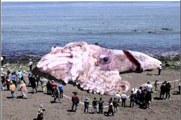 Kraken 13 at com